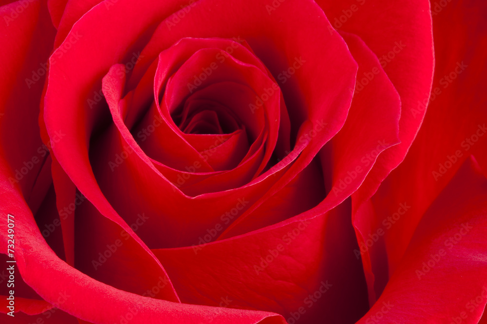 Rose Flower Rose Flower