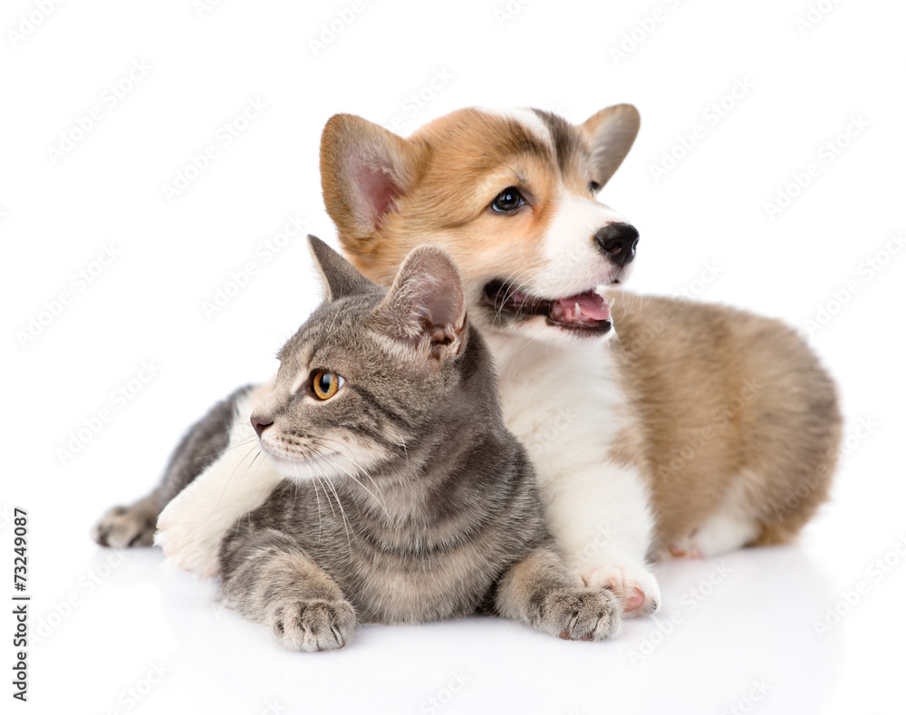 Pembroke Welsh Corgi puppy hugging cat. isolated on white backgr Pembroke Welsh Corgi puppy hugging cat. isolated on white backgr