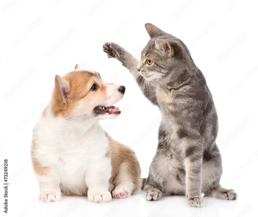 cat and dog fight. isolated on white background