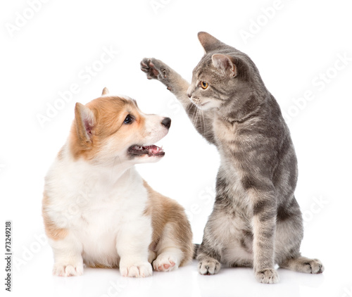 cat and dog fight. isolated on white background