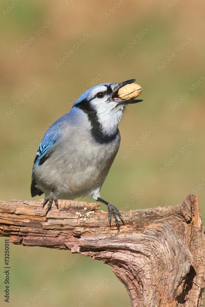 Blue Jay Eating Peanuts