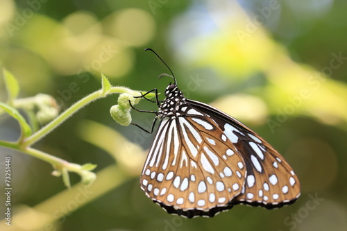 Blue Spotted Milkweed butterfly