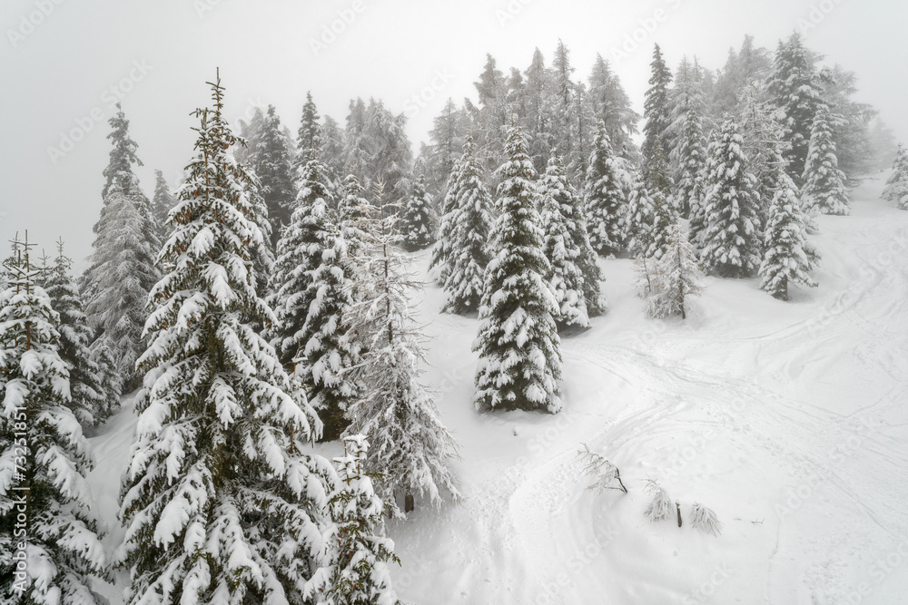 Mist in winter mountain forest Mist in winter mountain forest