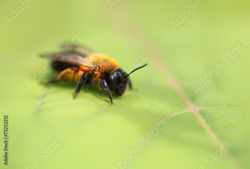 bumblebee © olena
