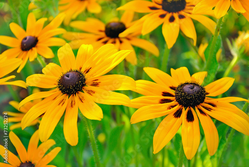 Flowers rudbeckia