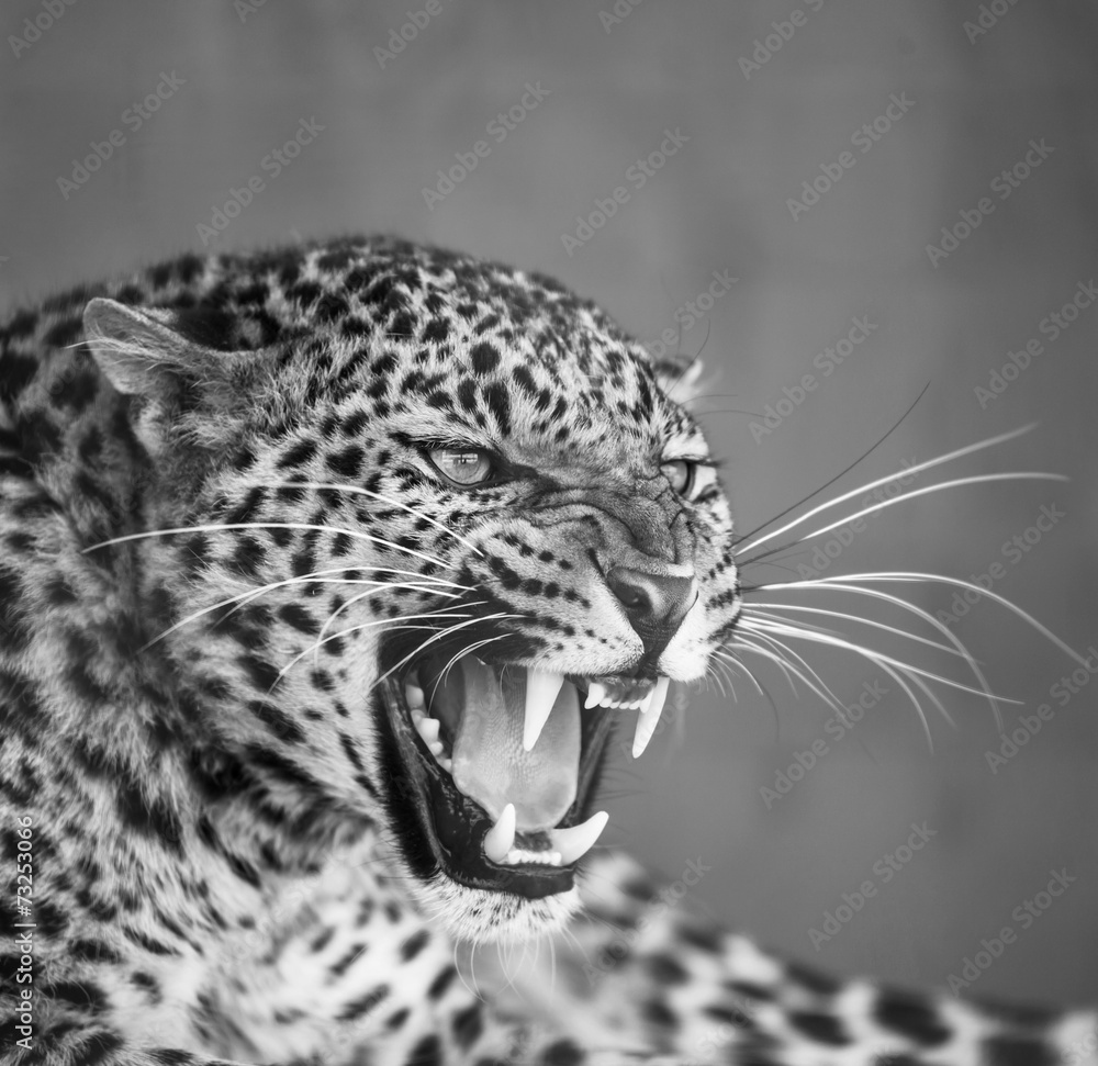 Obraz premium Leopard