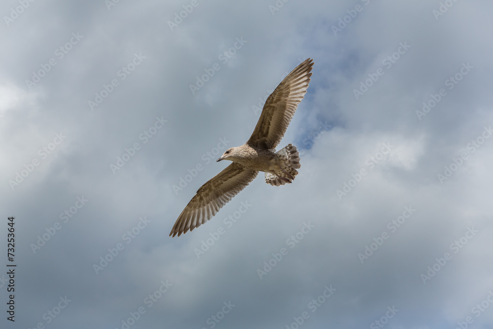 Obraz premium Flying seagull