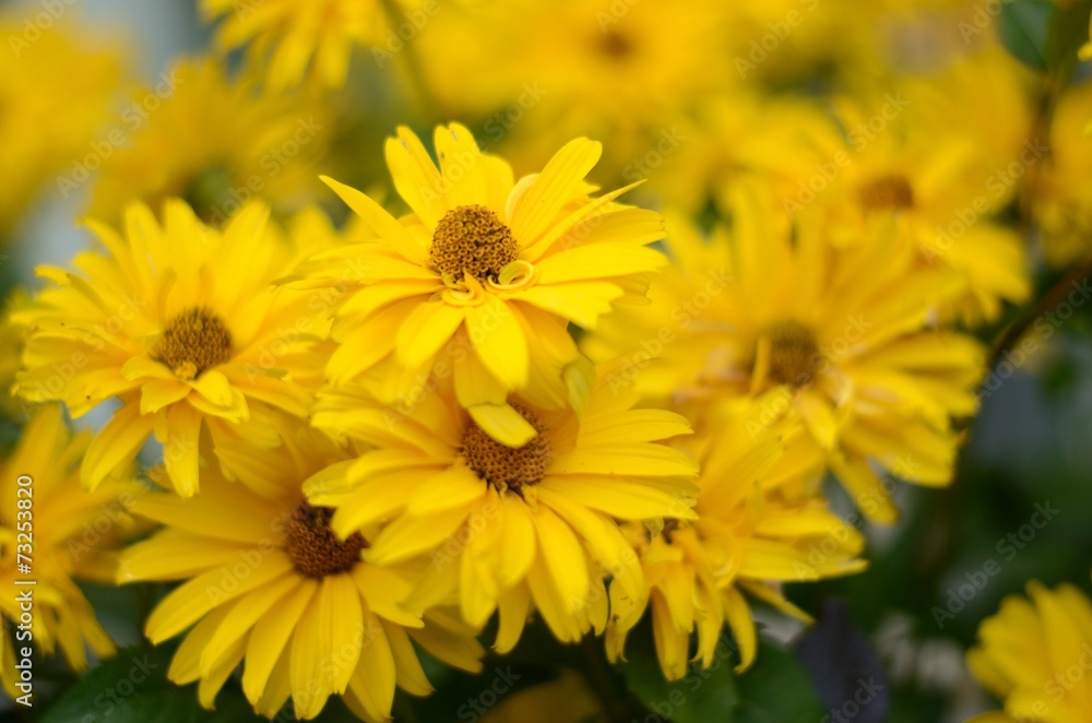 fiori gialli fiori gialli