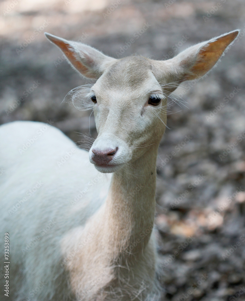 Cute White red deer close up portrait Cute White red deer close up portrait