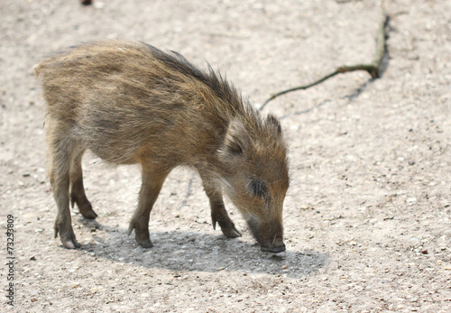 The small wild boar baby searching for the food