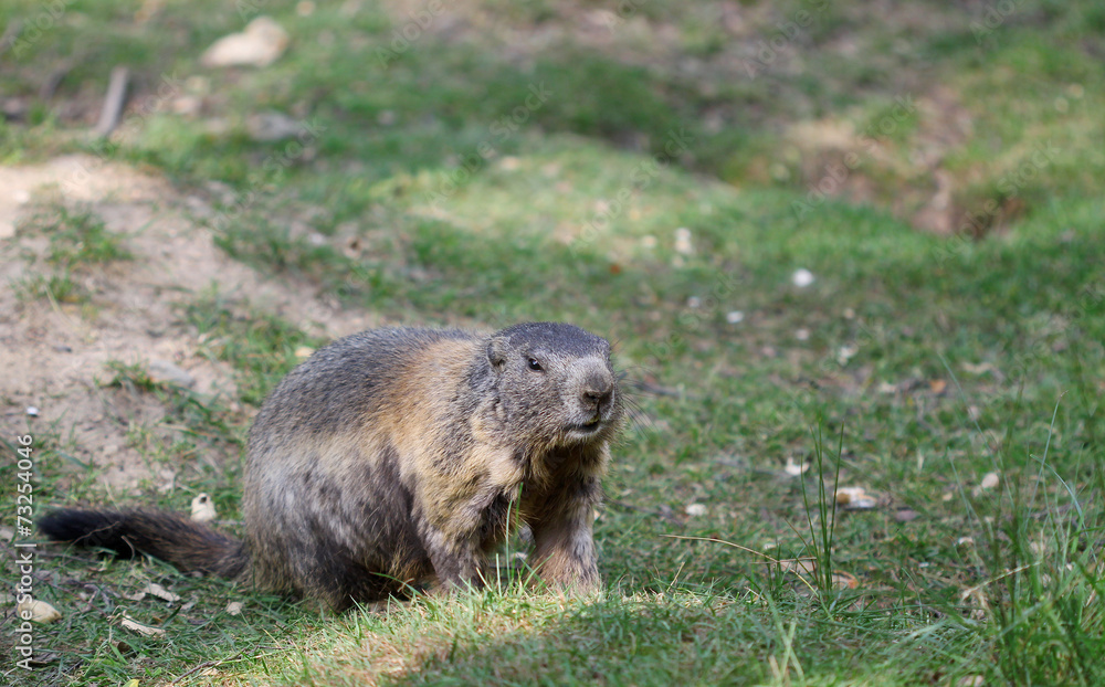 Alpine marmot standing in the green grass Alpine marmot standing in the green grass