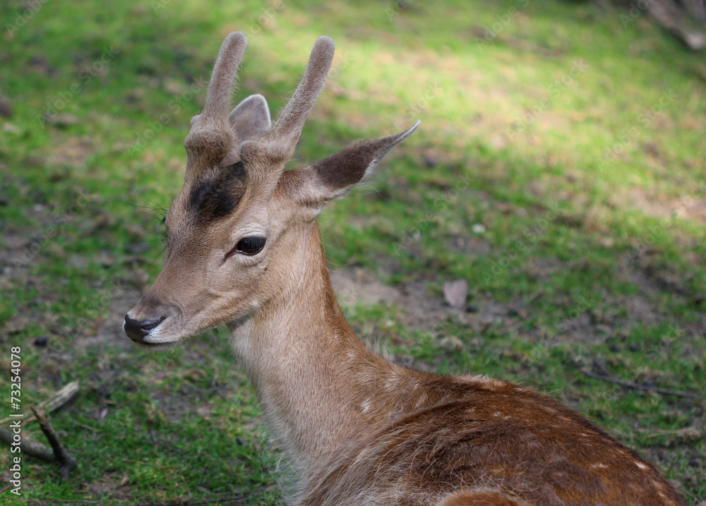 Young male roe deer laying on the grass Young male roe deer laying on the grass