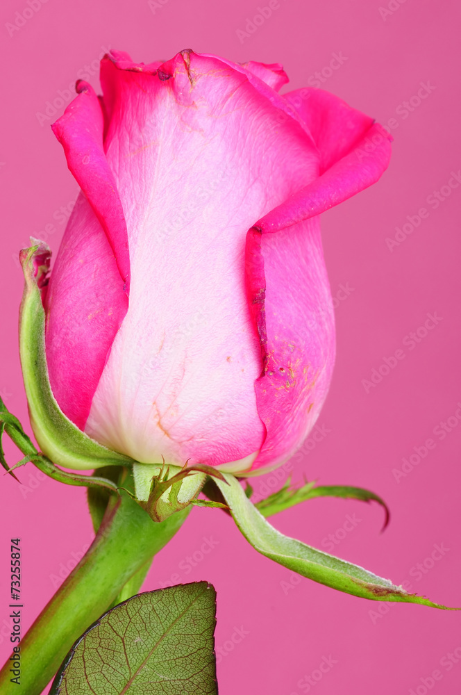 Fototapeta premium Pink Rose