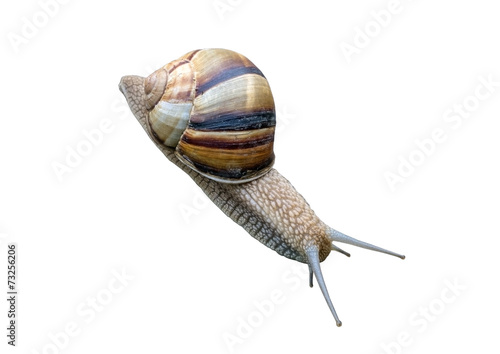 Close-up of a snail photo