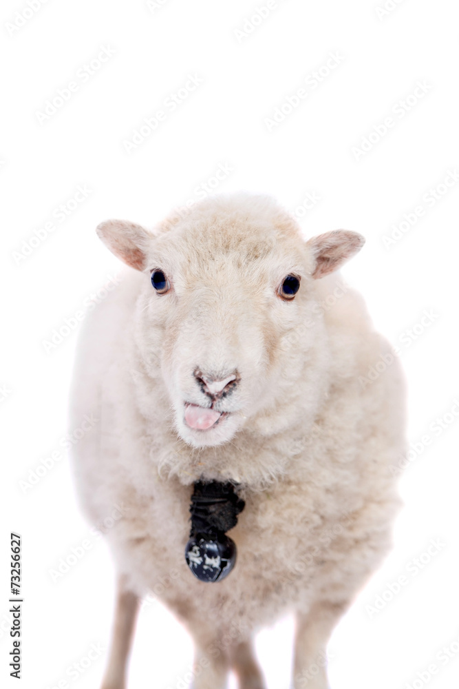 Fototapeta premium Portrait Of sheep in christmas hat On White