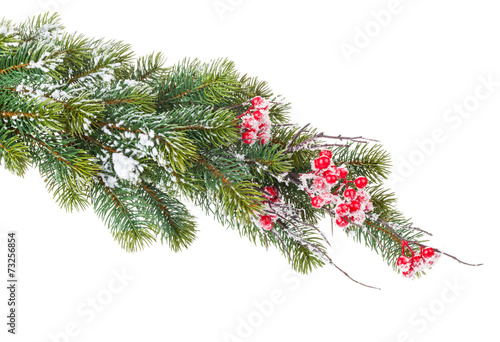 Christmas snow fir tree branch with holly berry