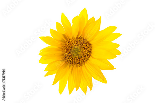 Sunflower flower head isolated on white.
