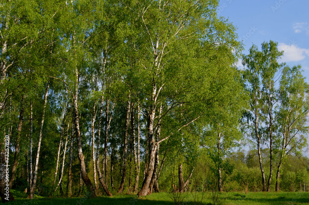 Fototapeta premium Русская природа