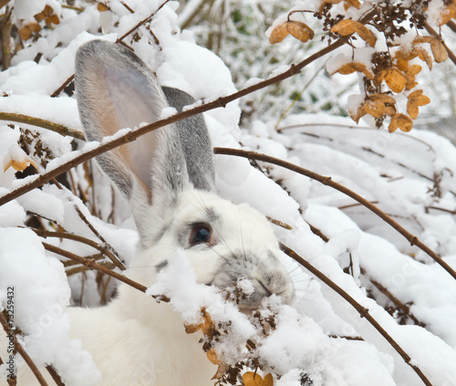 White rabbit looks for food under snow