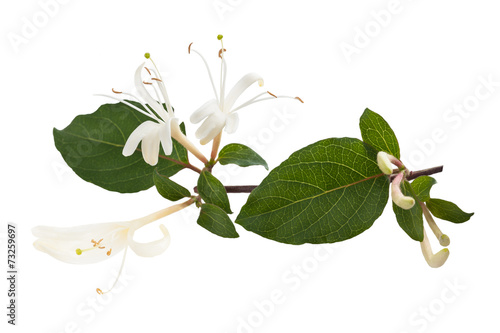 honeysuckle