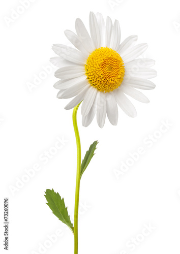 Fototapeta Naklejka Na Ścianę i Meble -  White daisy