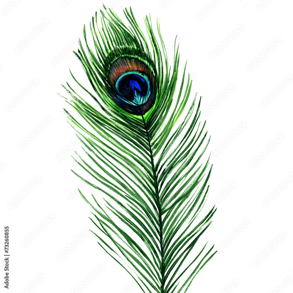 Fototapeta premium peacock feather isolated on a white background