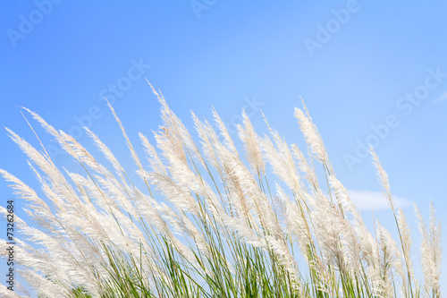 softness white Feather Grass with sky blue