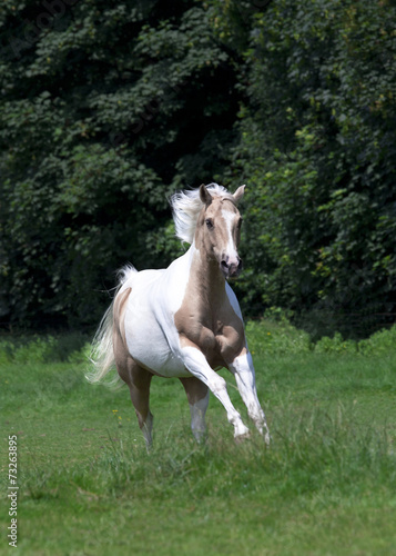 Palomino Horse