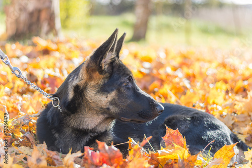 German shepherd, in autumn leafs
