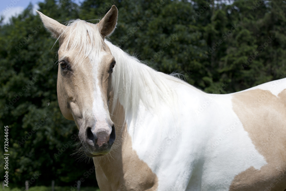 Obraz premium Palomino horse looking to camera