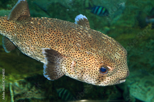 Spot-fin Porcupinefish (Diodon hystrix) in Japan