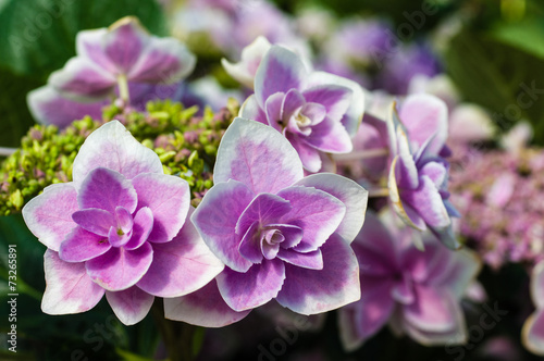 Close up of blue hydrangea flowers © zigzagmtart
