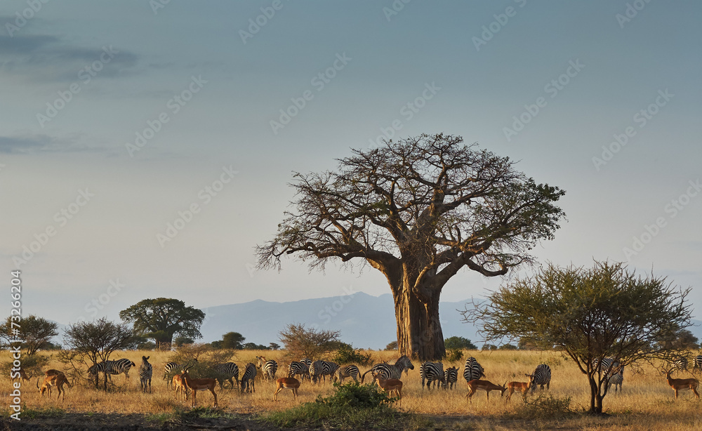 African landscape with animals African landscape with animals