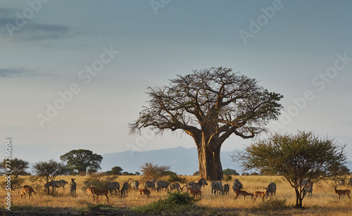 Photography African landscape with animals