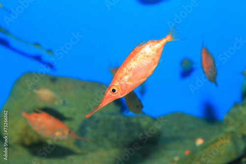 Japanese snipefish (Macroramphosus japonicus) in Japan photo
