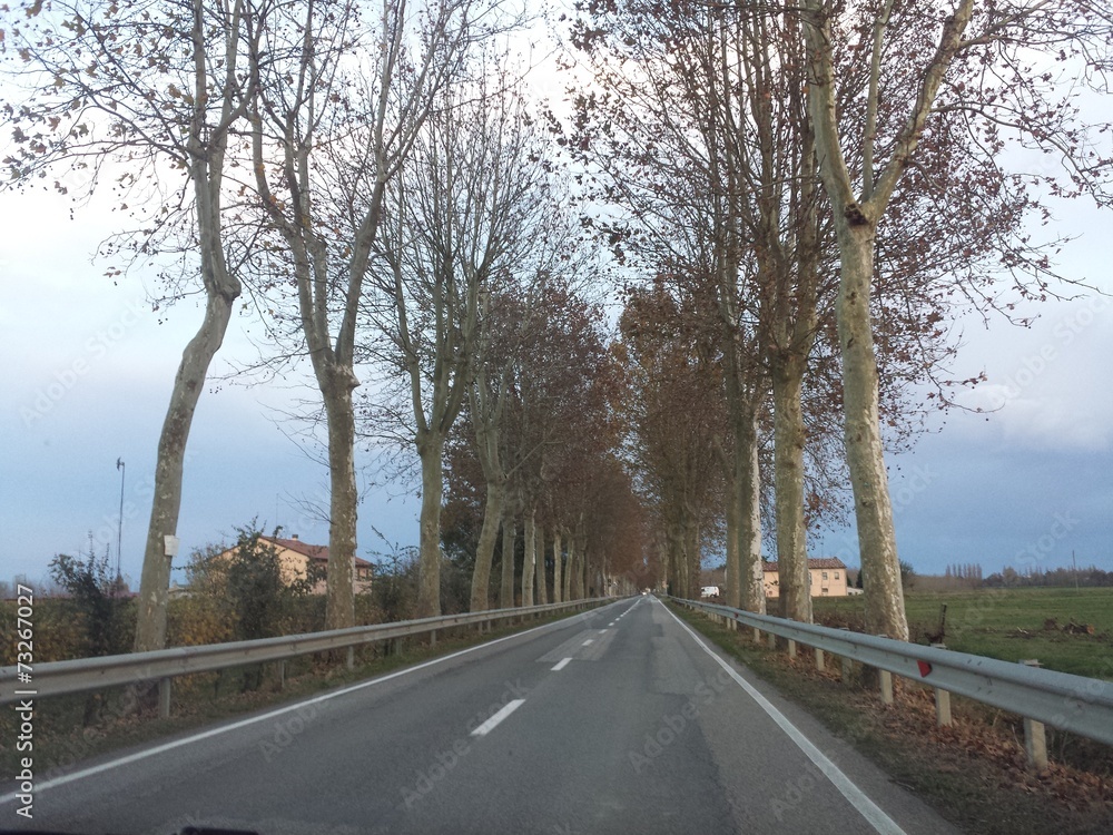 Fototapeta premium Viale alberato