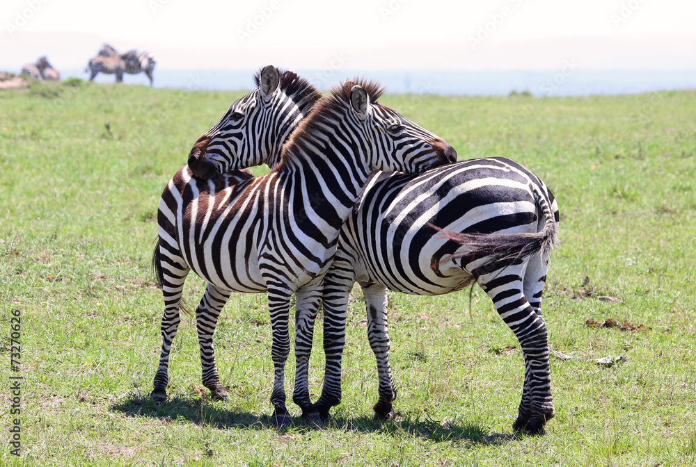 Naklejka premium kuschelnde Zebras