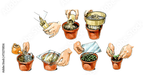 Planting seedlings plants. Botany