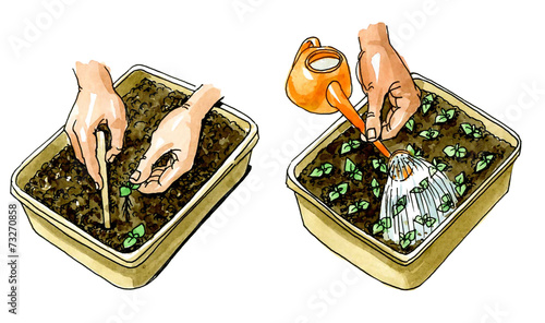 Planting seedlings plants. Botany