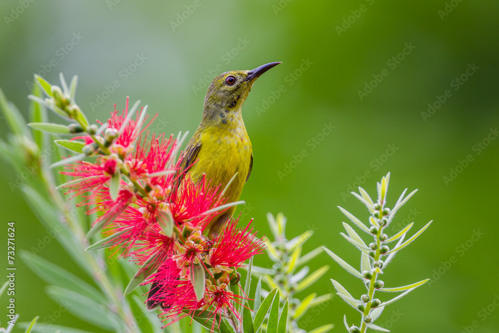 Fototapeta premium Right side of Plain Sunbird(Anthreptes simplex)