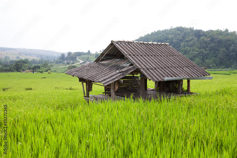 Hut in green terraced rice field during sunset at Chiangmai, Tha