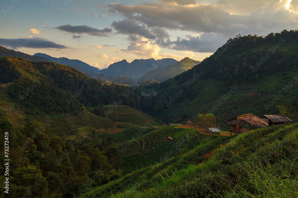 Tea plantation hut in the Doi Ang Khang during sunset ,ChiangMai Tea plantation hut in the Doi Ang Khang during sunset ,ChiangMai