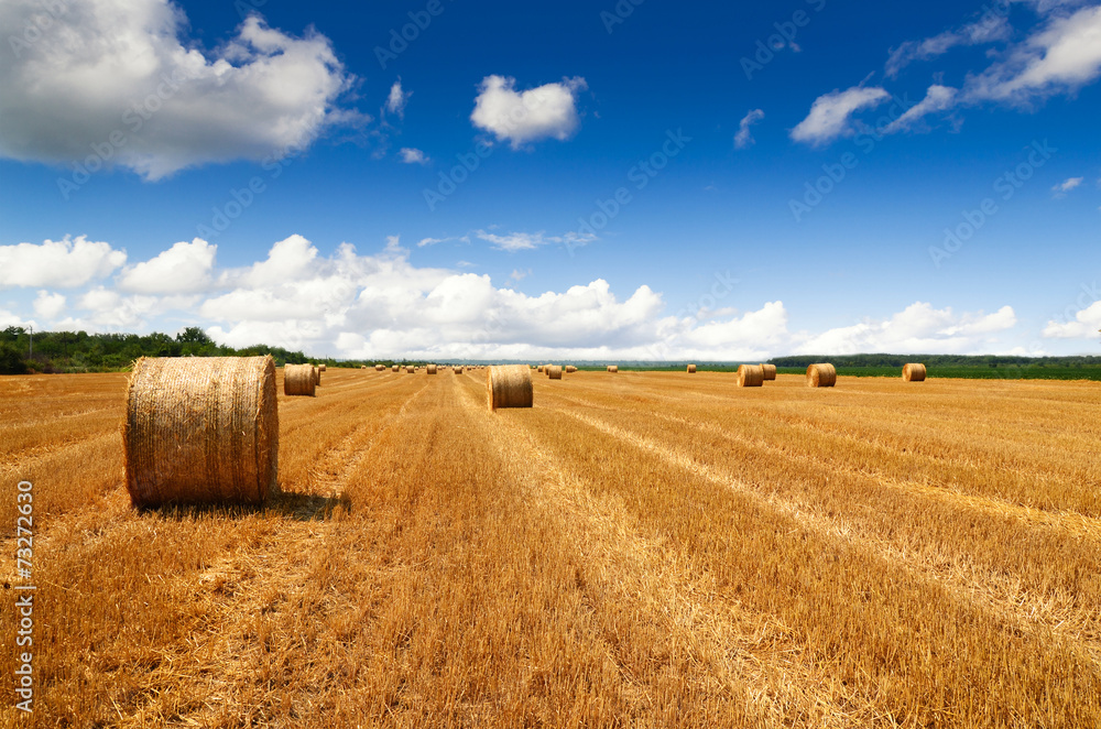 Harvested fields with haybales