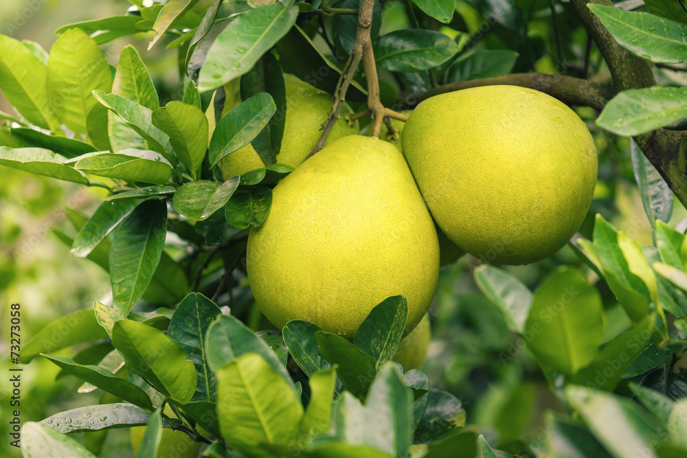 Pomelo hanging on tree