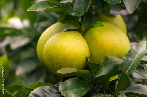 Pomelo hanging on tree
