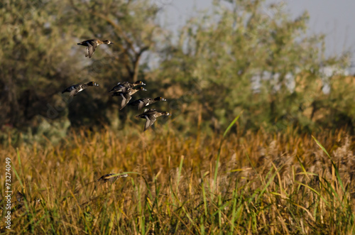 Flock of Ring-Necked Ducks Flying Through the Autumn Marsh © rck