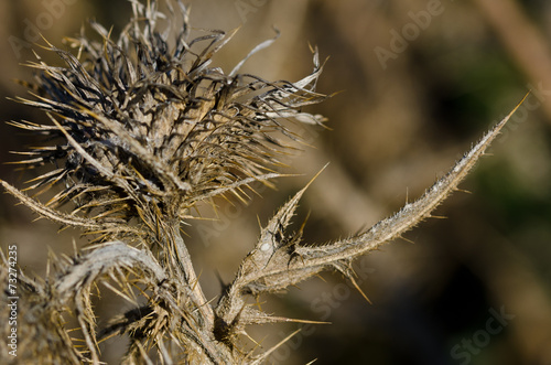 Sharp Dried Thistle Spines in the Sunlight