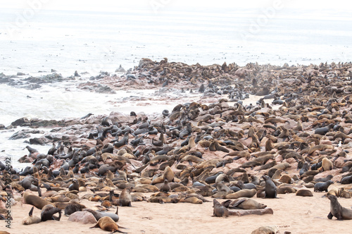 Colony of Seals