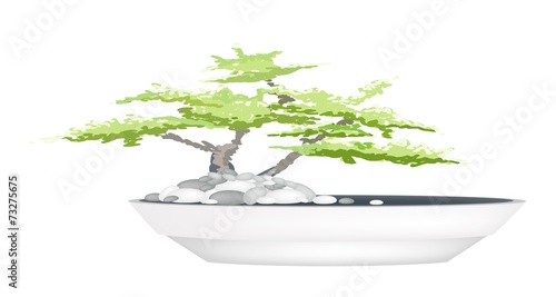 A Bonsai Tree in Flower Pot on White Background