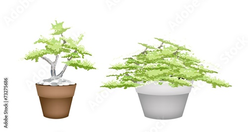 Two Bonsai Tree in Flower Pot on White Background